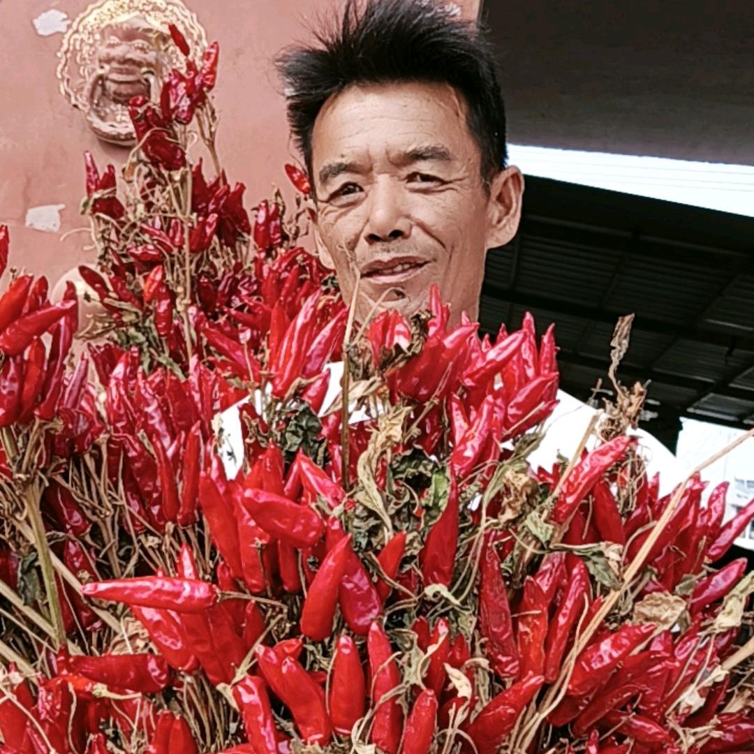 河南老本哥，专业搞小辣椒，炕