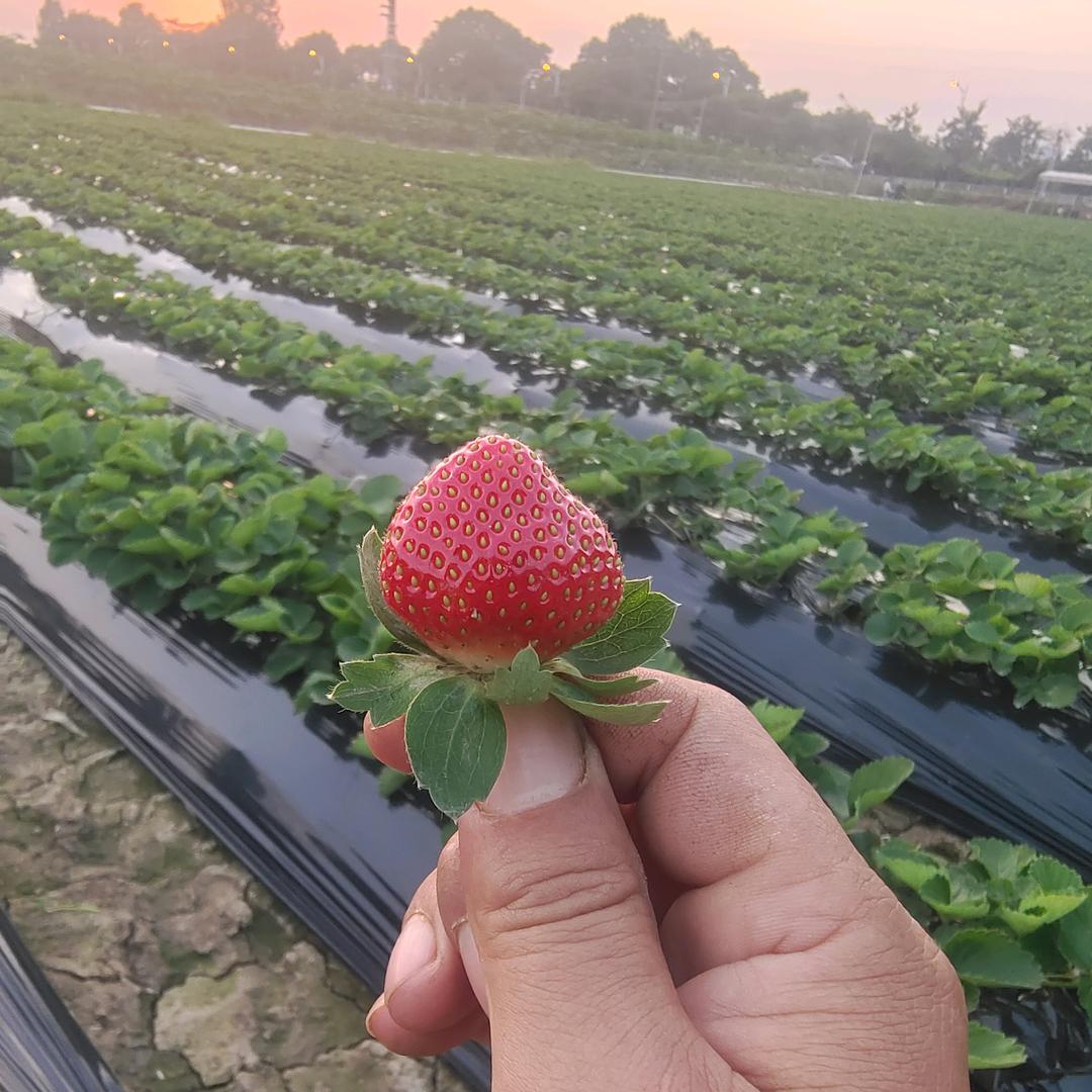 可可草莓园(海傍店)官方号