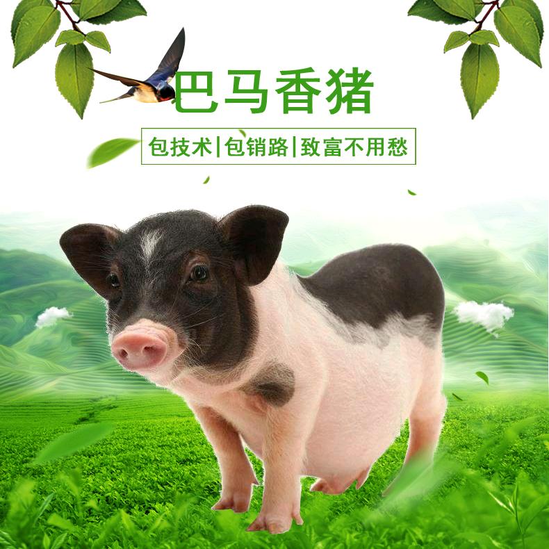 🐷国产熊猫猪🐷