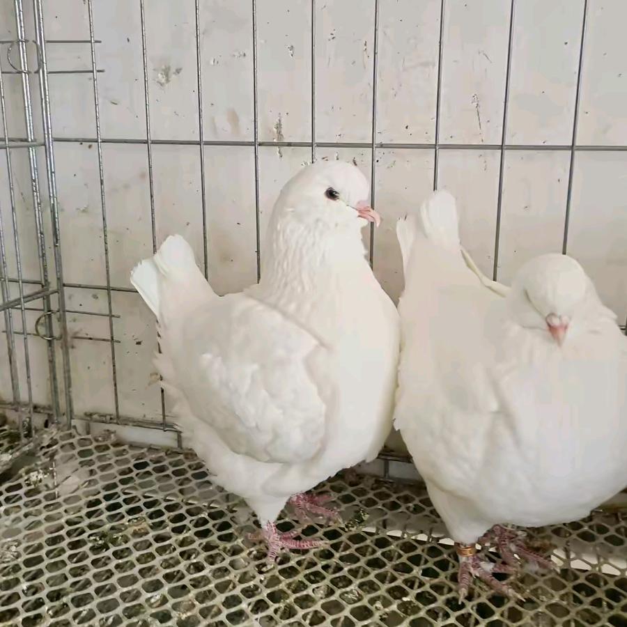 冠州鸽舍