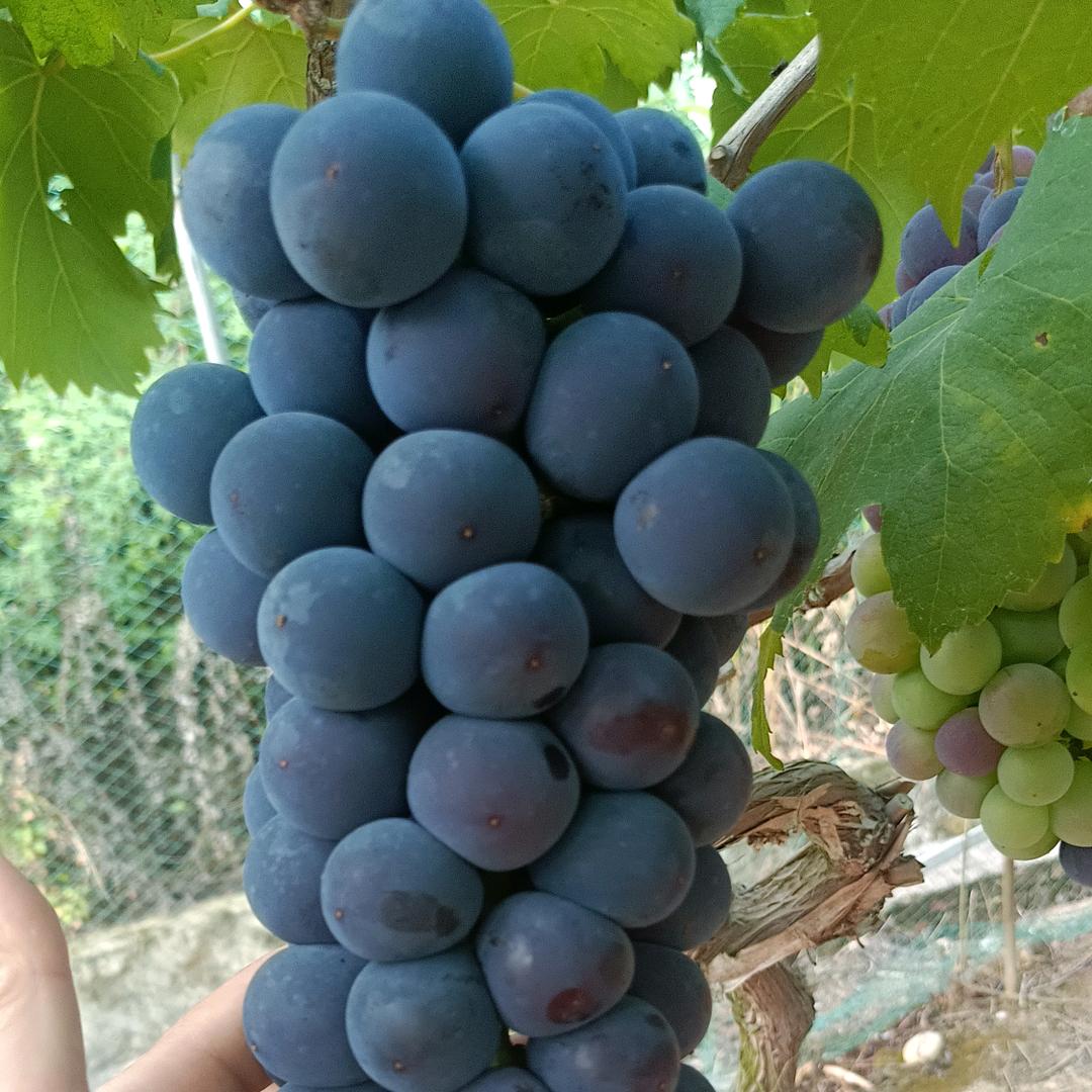 ꧔风࿐ᩚ雨ℒℯ⃝赶路人ಇ 芳