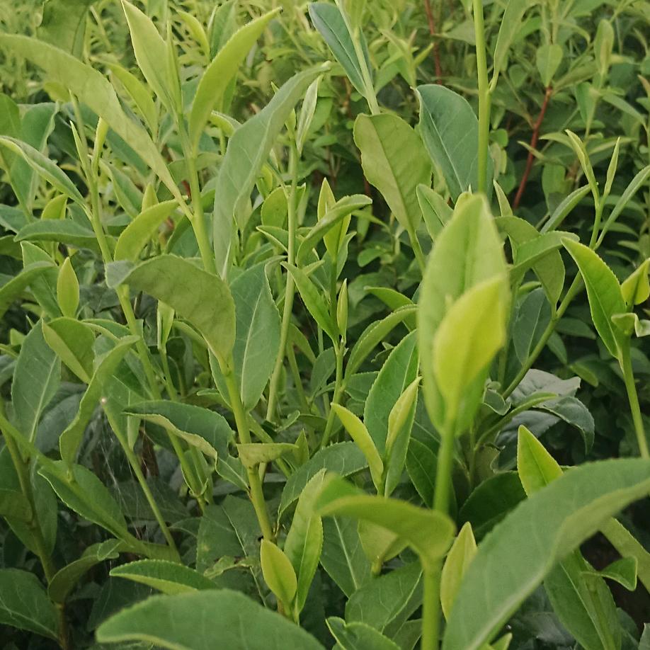 🍵信阳毛尖🍵自产自销🍵