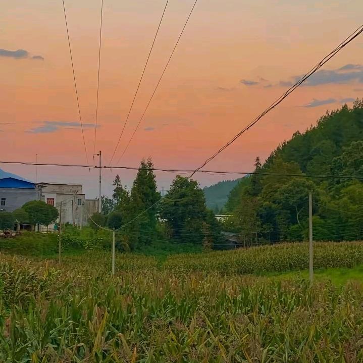 绿油油的草地