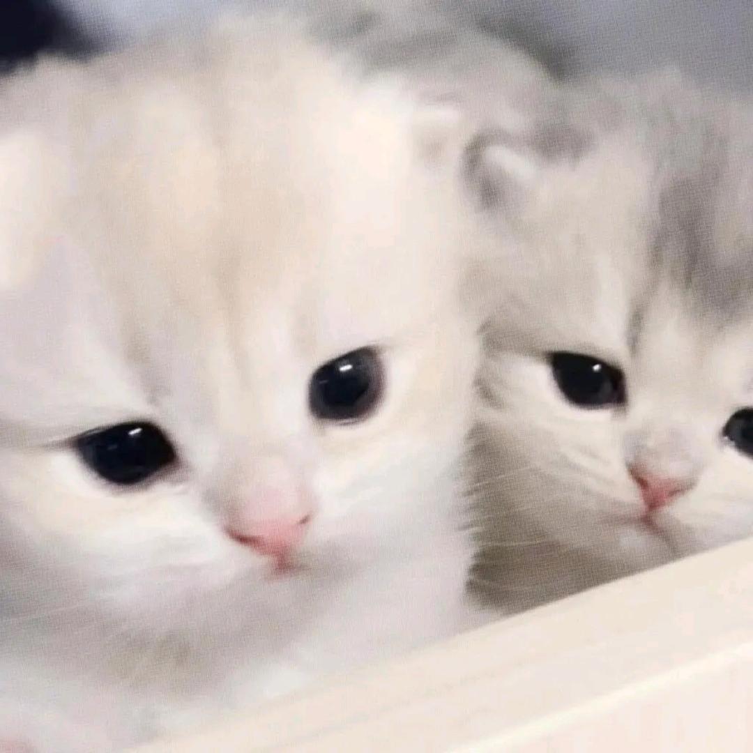 我的女朋友超可爱