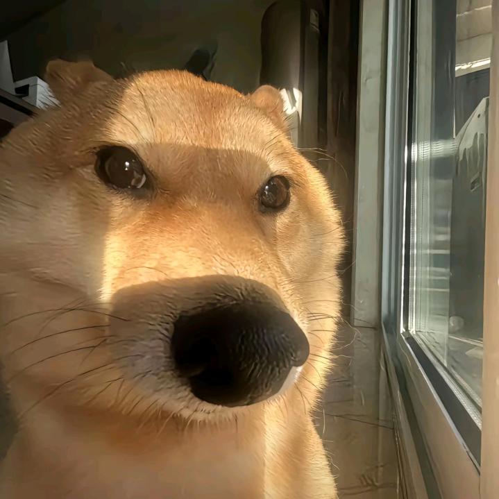 哆哆熊