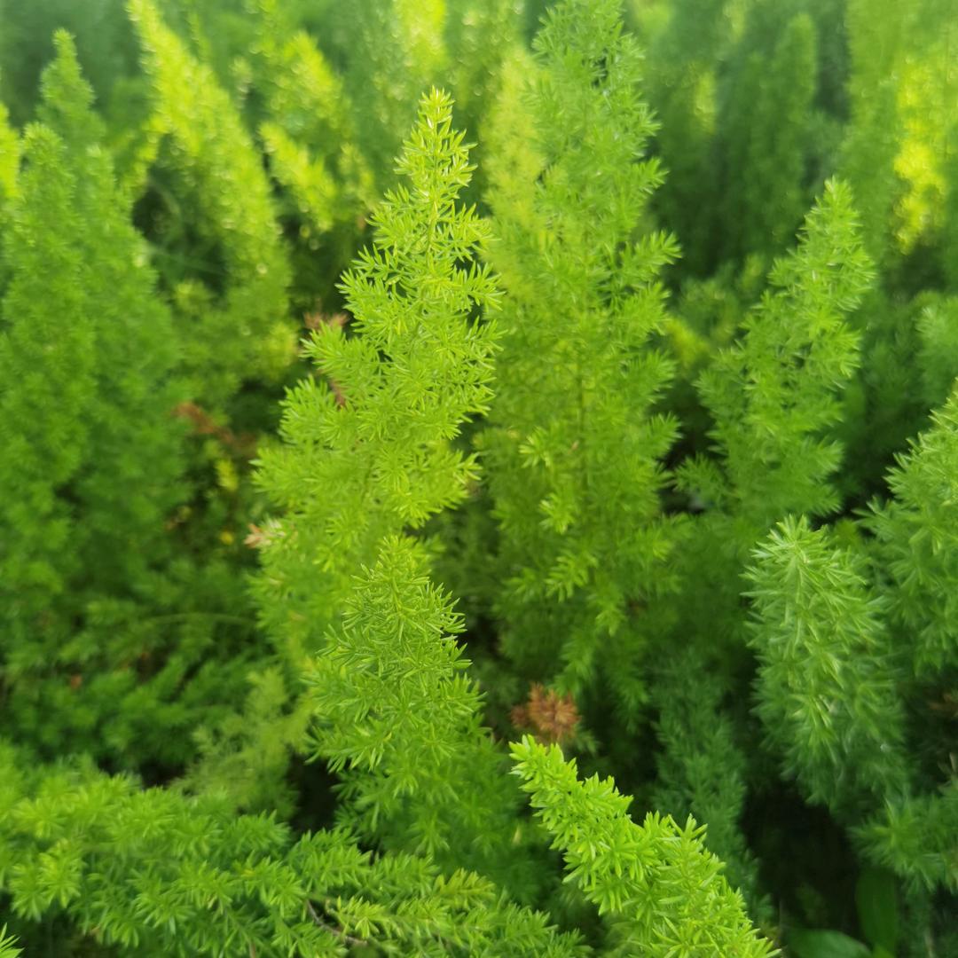 智者不坠爱河
