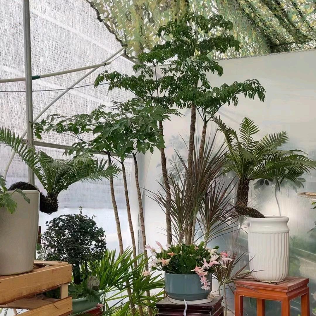 贵安新区俊驰园艺