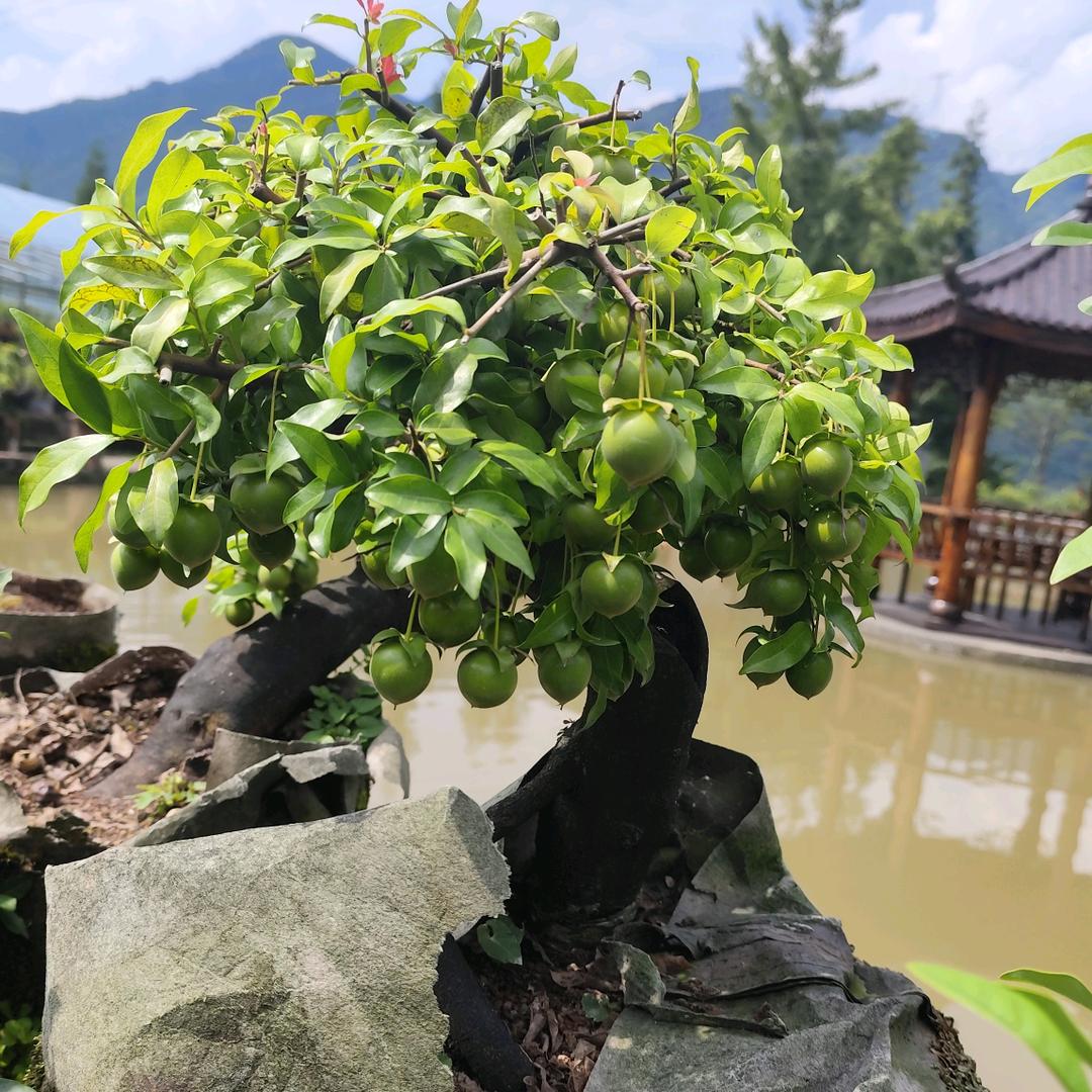 阳森金弹子园艺场