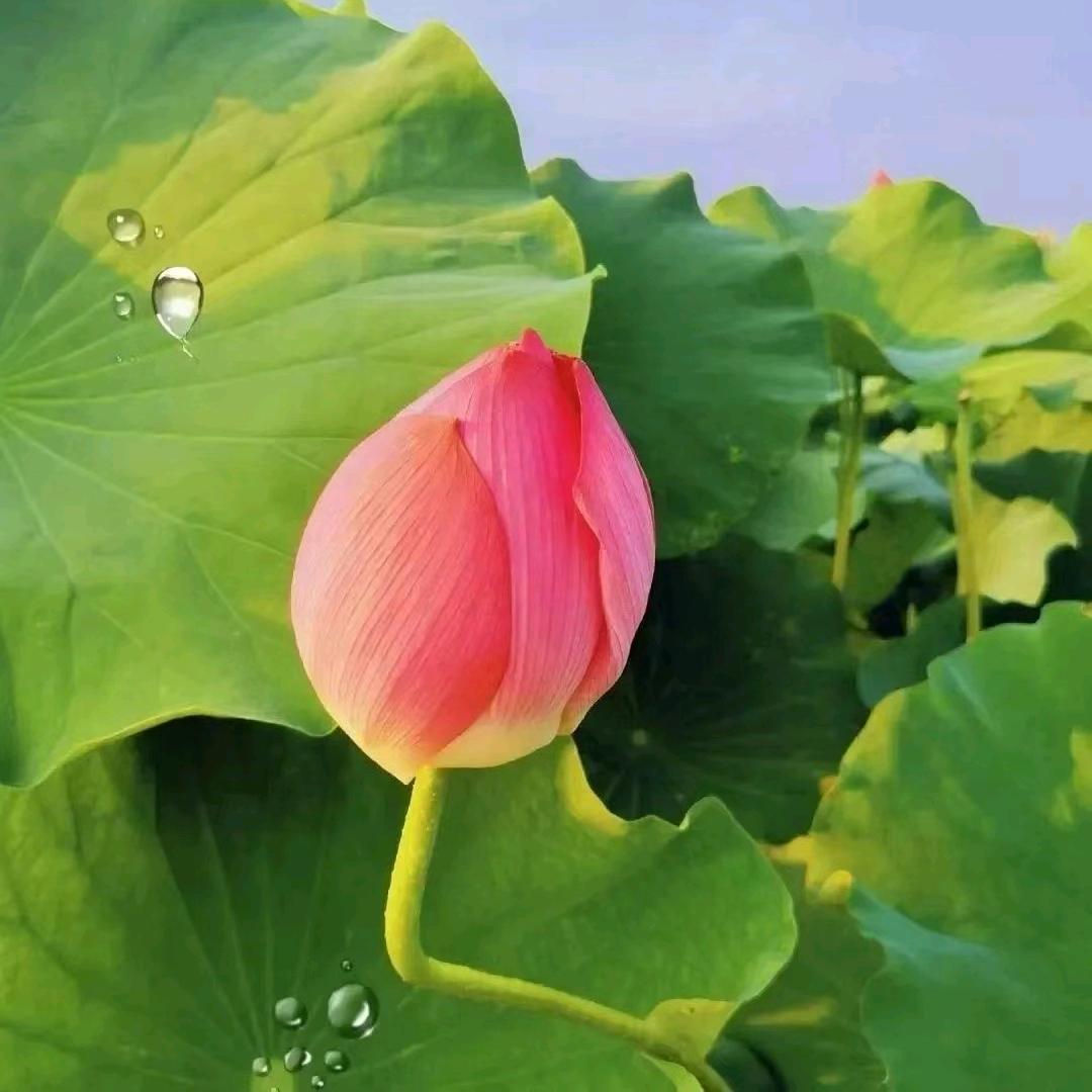 正直善良信因果的小樊多做善事啊