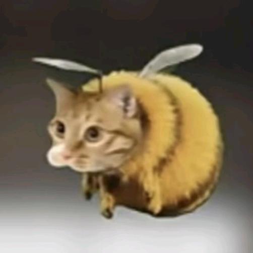 甜蜜猫
