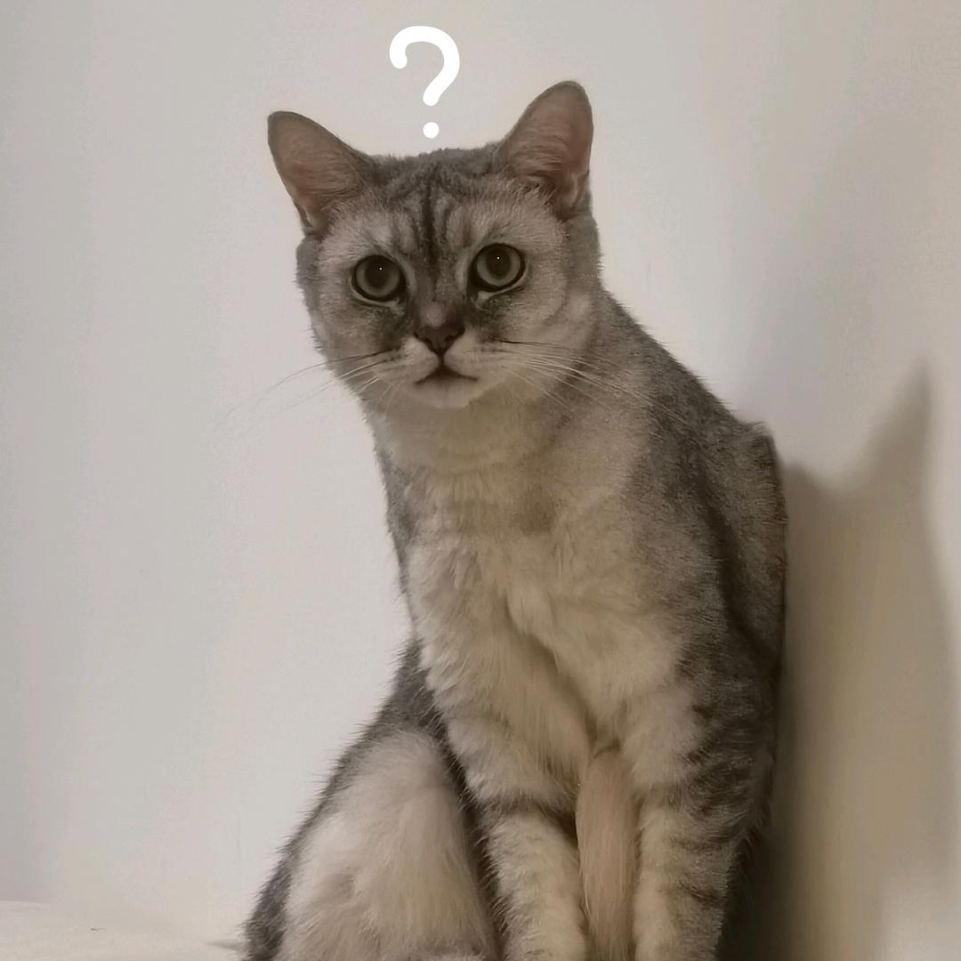 Money不过是只猫
