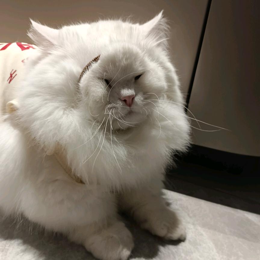 旺仔鸡蛋黄💛🍒💎