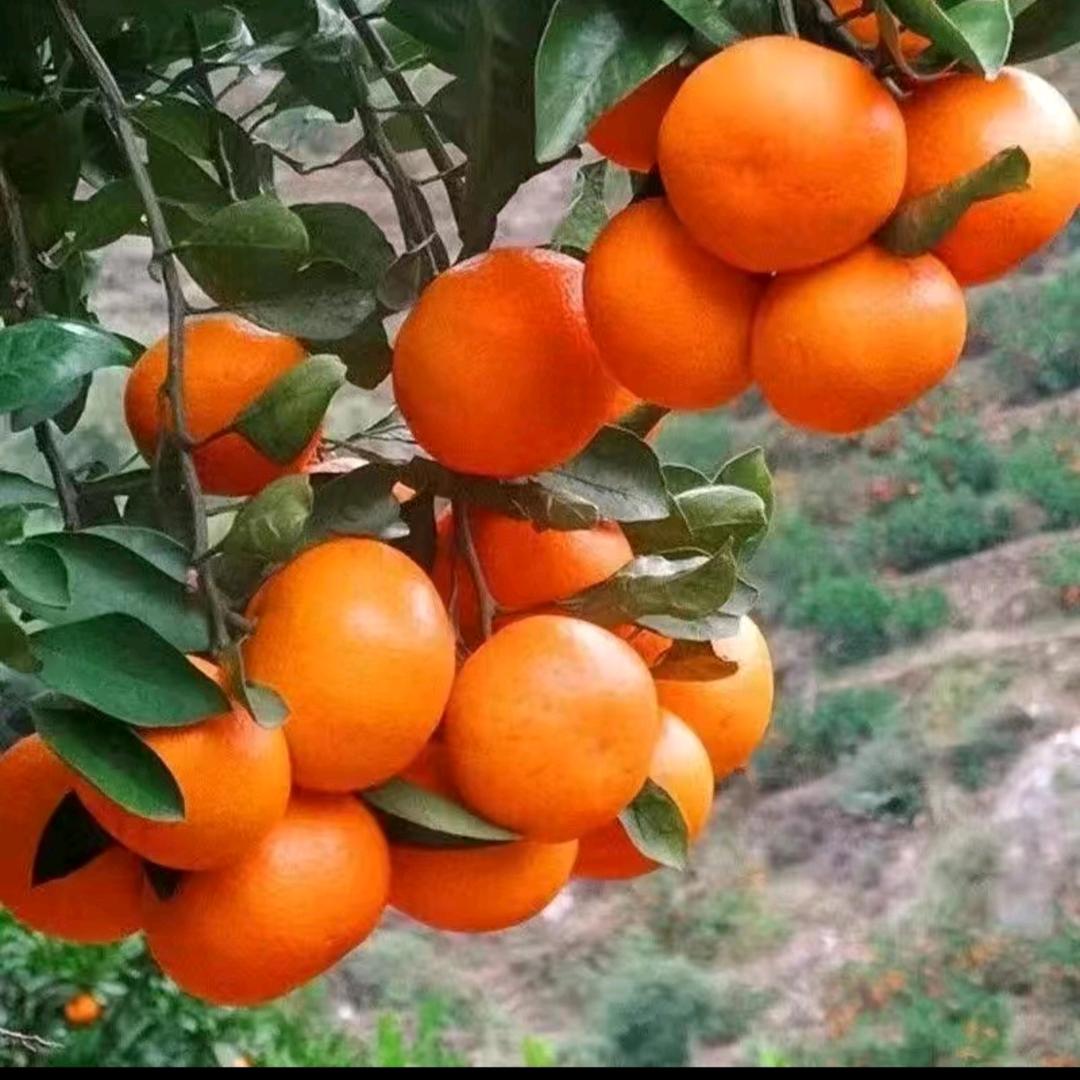 阿玲姐