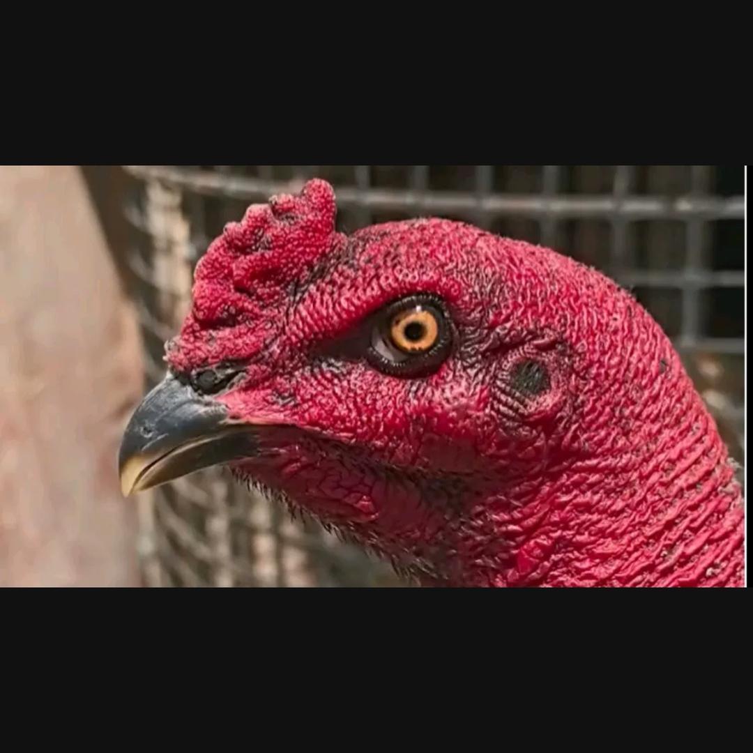 理想@斗鸡爱好者