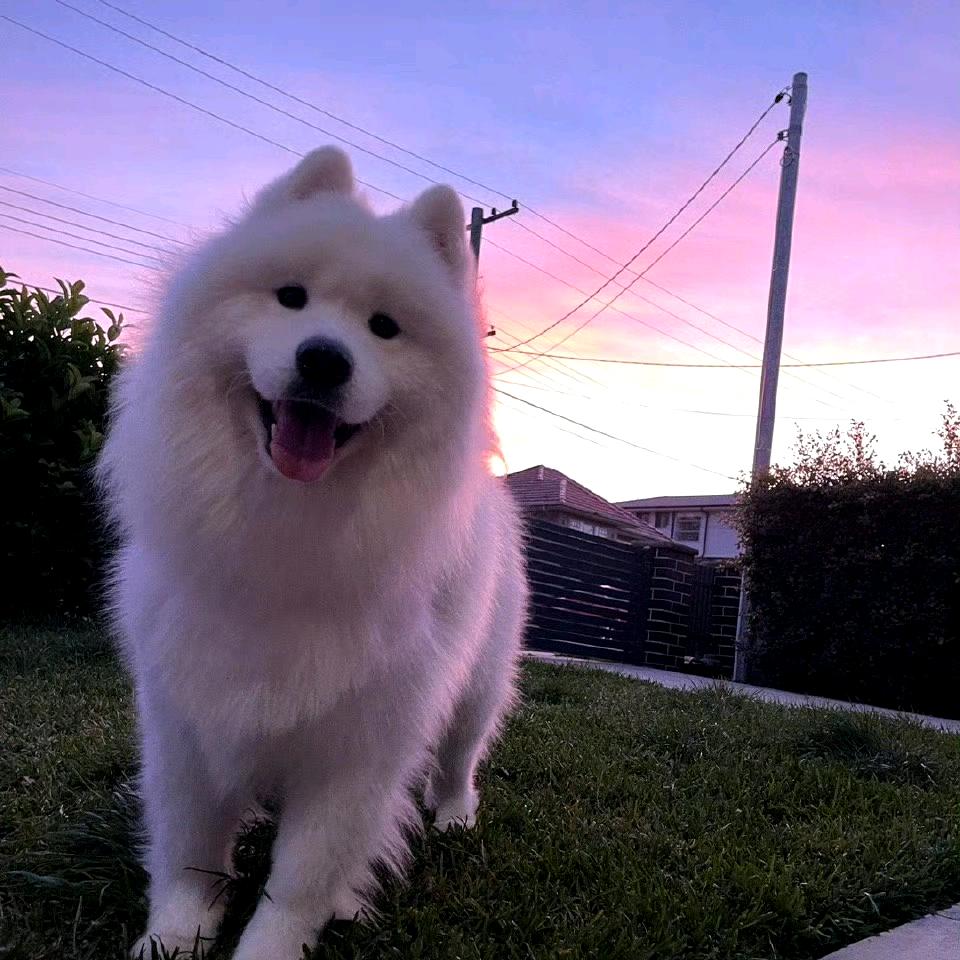 俺水豚就爱玩叠叠乐