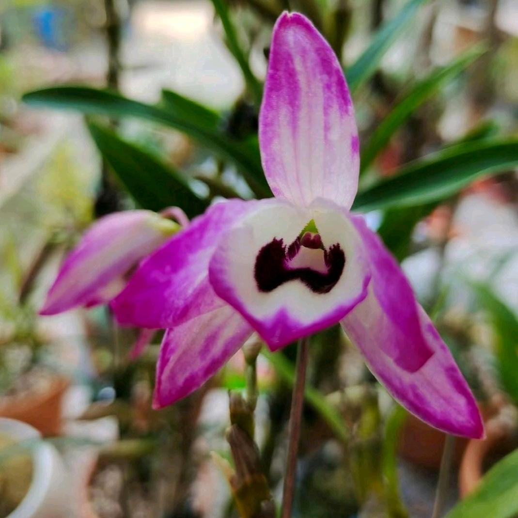 陈哥，天台斛来