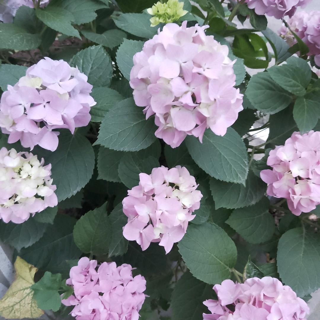 劳资蜀道山