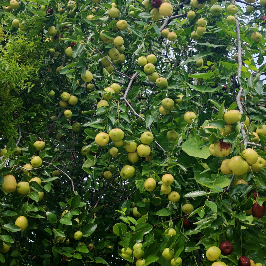 嘉祥易高全屋智能厨卫浴总代理