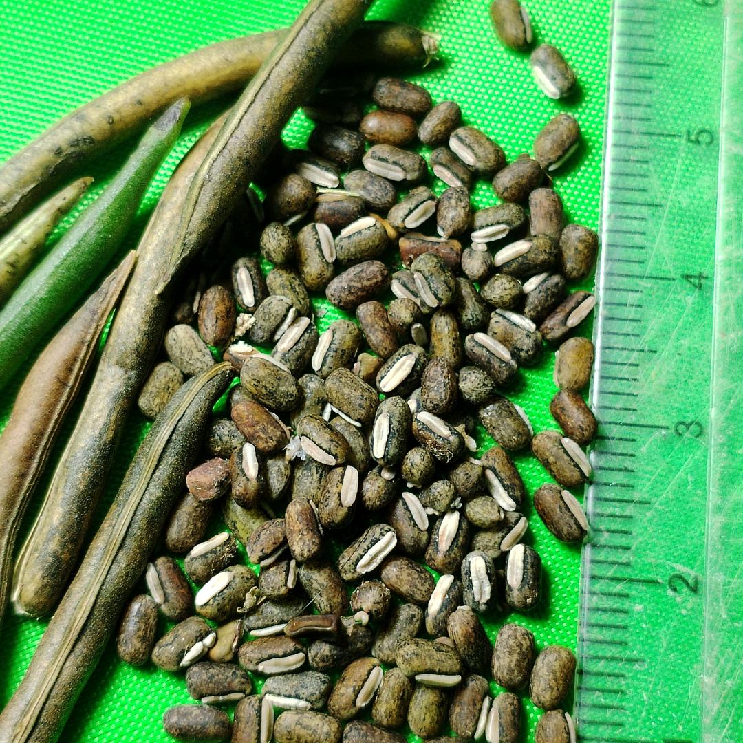 贼小豆