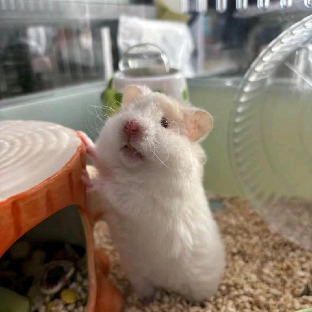 大姐姐，，，。