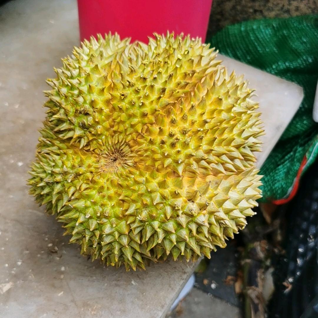 秦家五哥