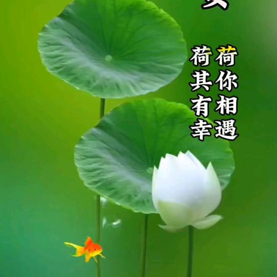 甜鑫姥姥