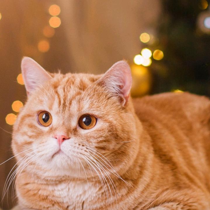 (｡嗨･ω你･好｡)ﾉ♡