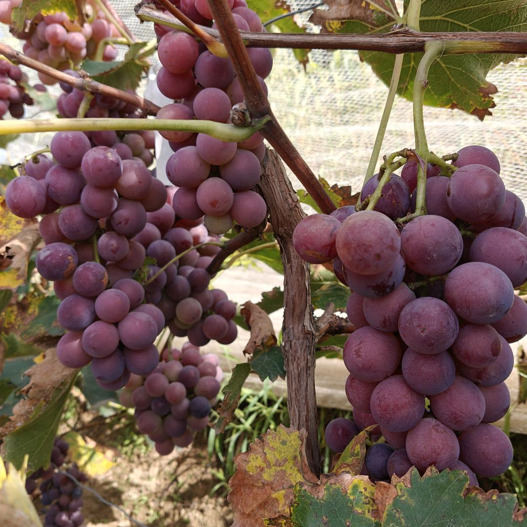 想吃好葡萄的来本地葡萄