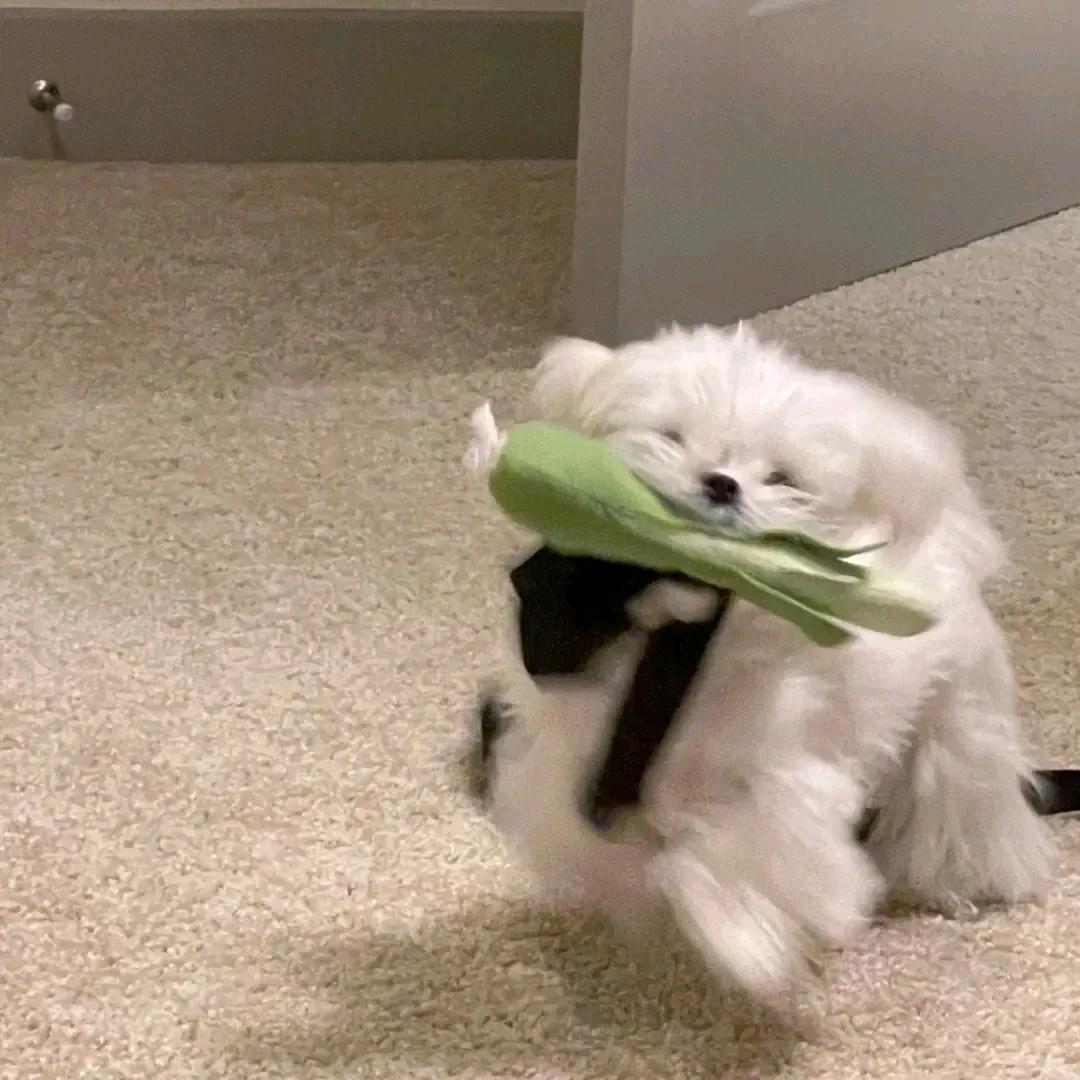 火火吃八碗饭