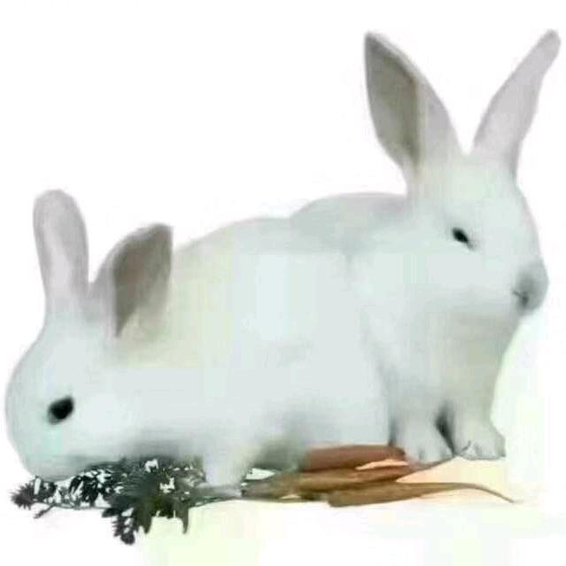 飞天兔🐰