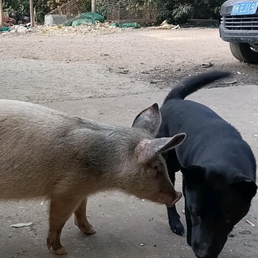 聚盈萌宠繁育基地