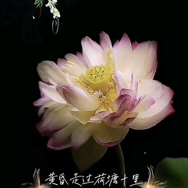 微笑向暖