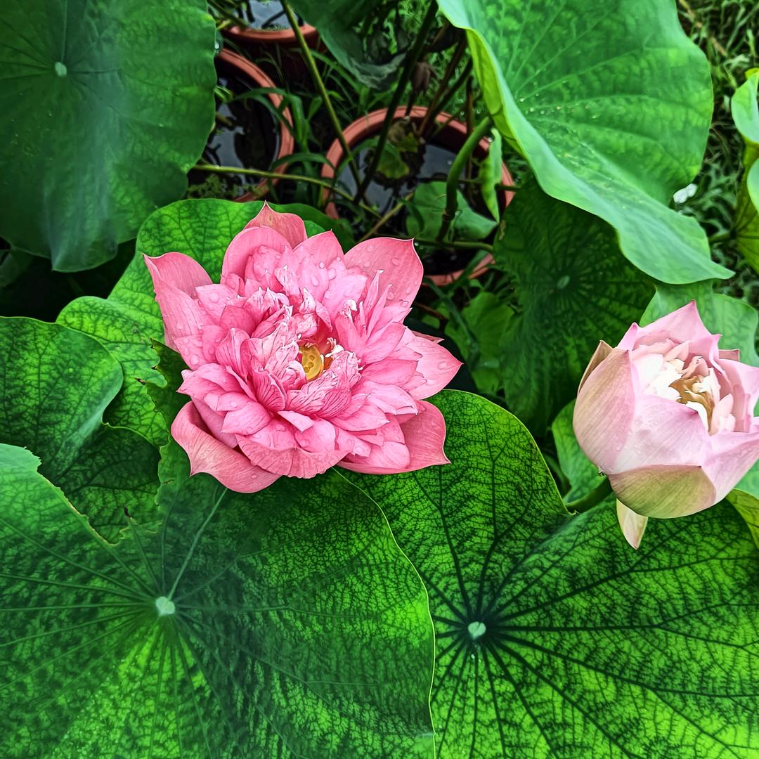 我在老家，很想你