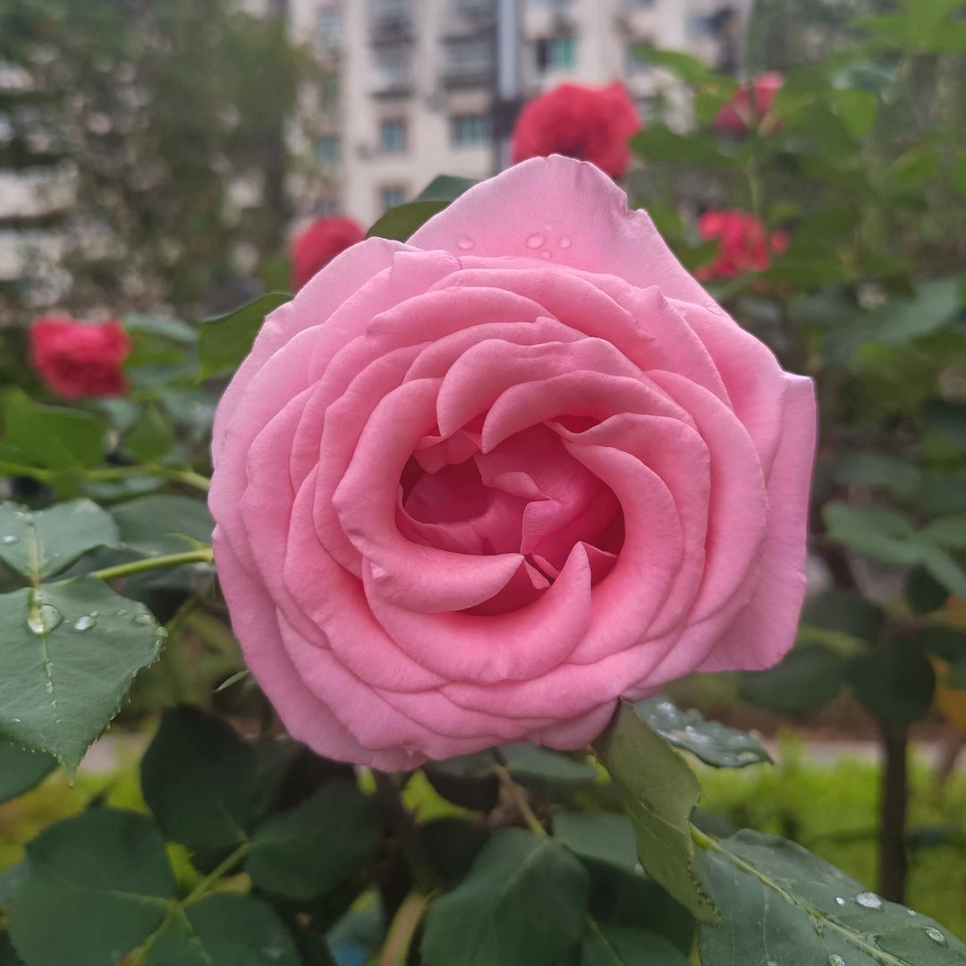 苍溪王姐带你做家政