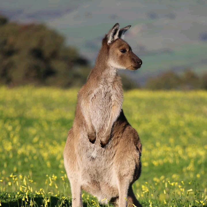 二道区杰锋商贸行（个体工商户）