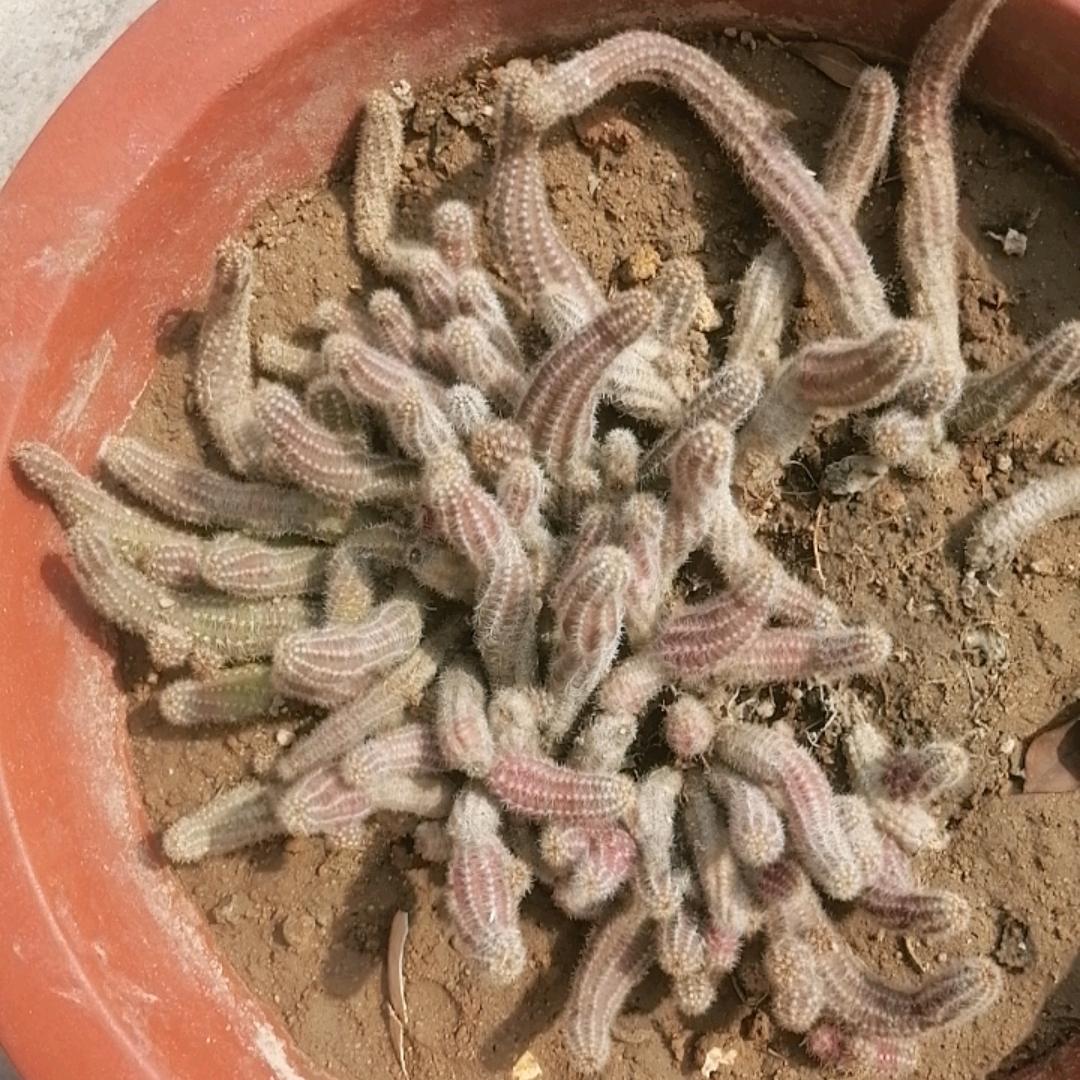 看见了流星很开心