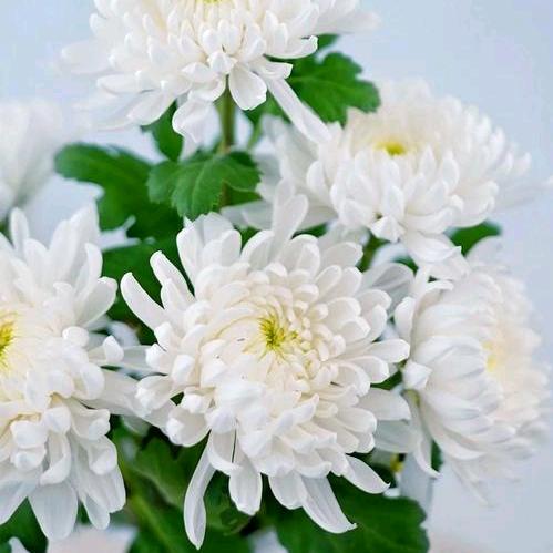 💞💞🍀僾尚恛憶💞💞🍀