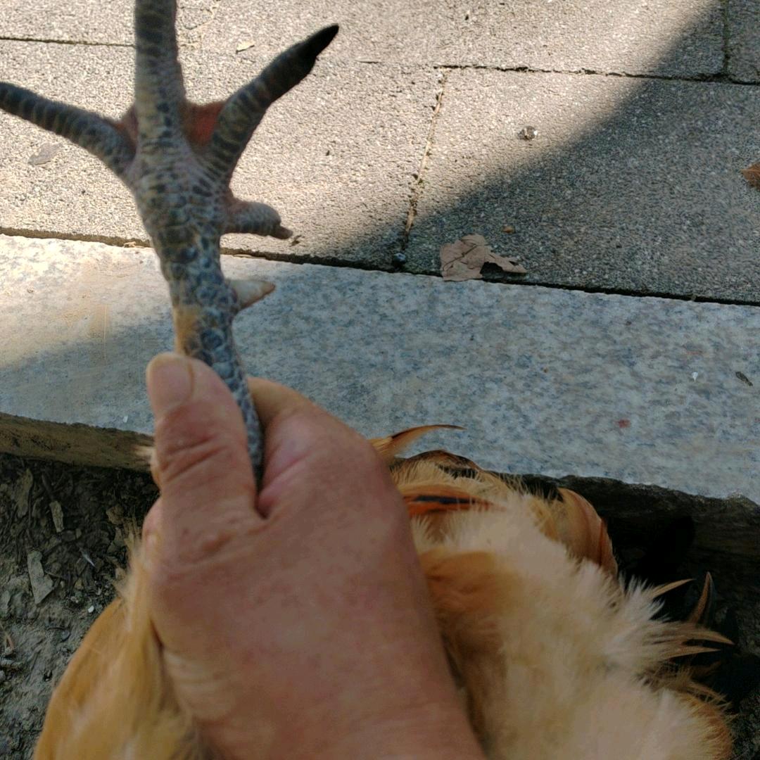 屠苏钓鱼土鸡土鸭霍邱散养鸡散养鸭大白鹅