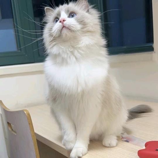 🚬༼ཽ༉ꫛ小人物এۣ࿐