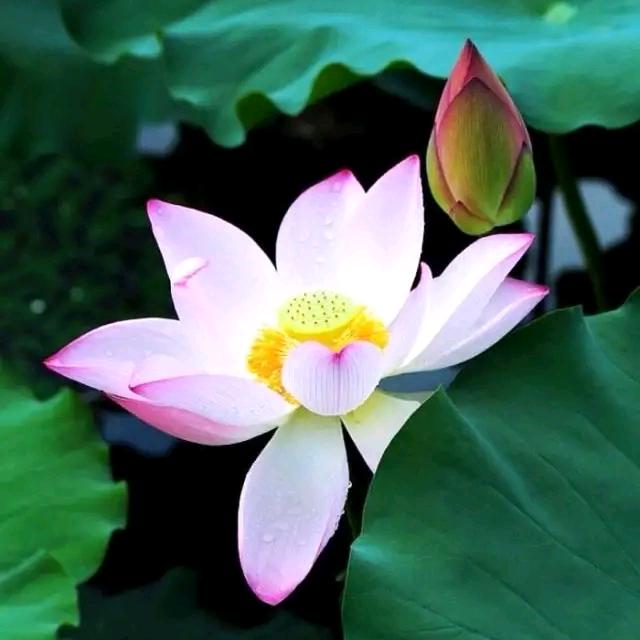 月有阴晴圆缺
