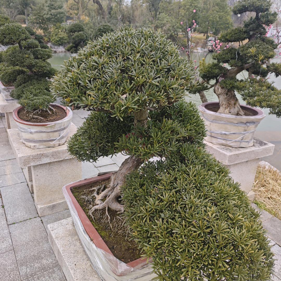 新华