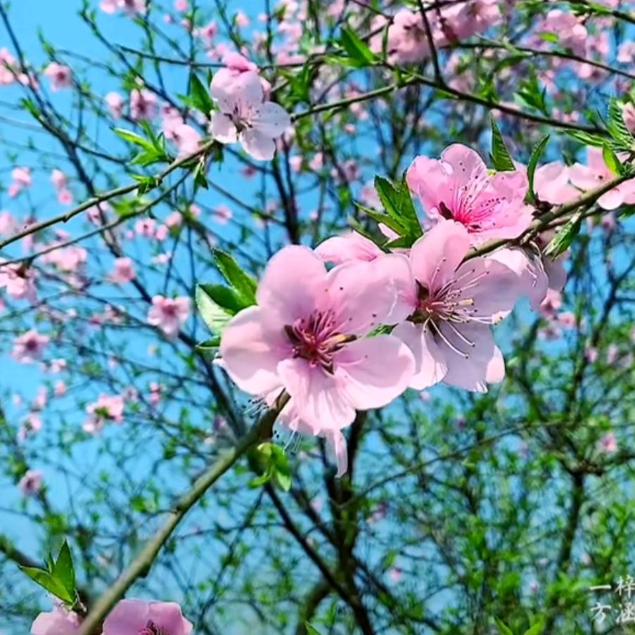 菊🌸