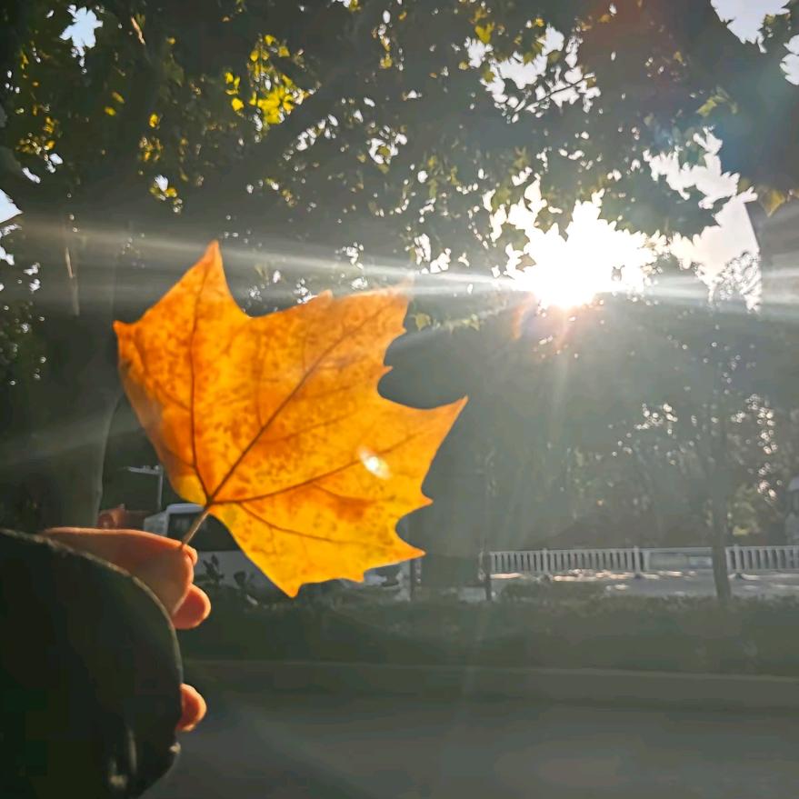 秋天🍁