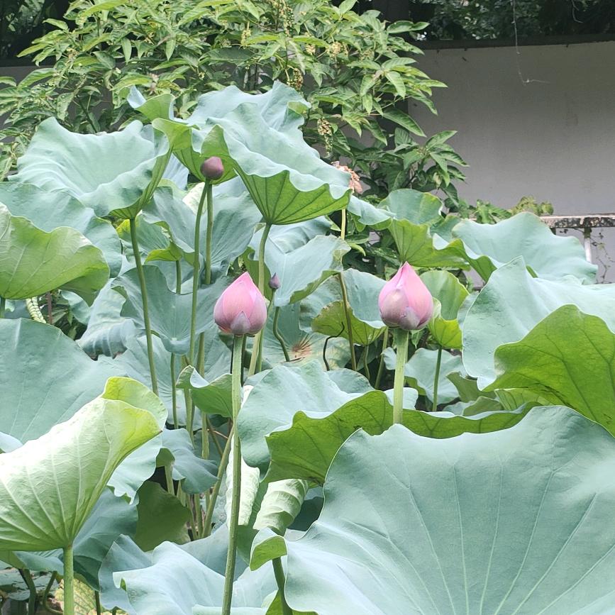索朗