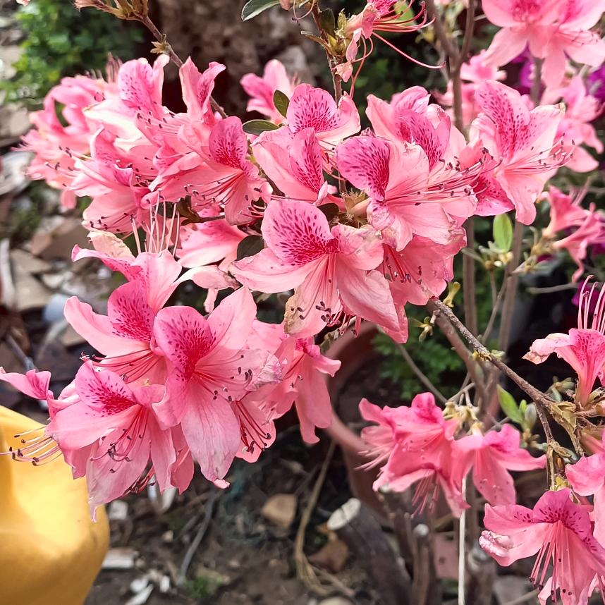 笑颜如花.