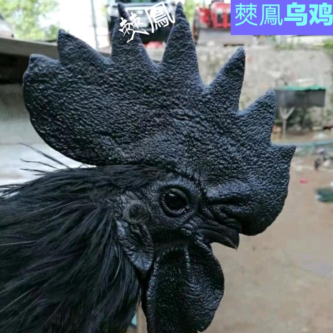 乌鸡先生