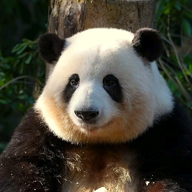 飞呀