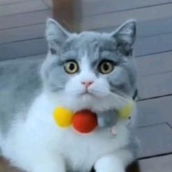 泰勒是只猫