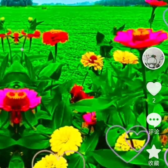 菩提树下。一帆风顺