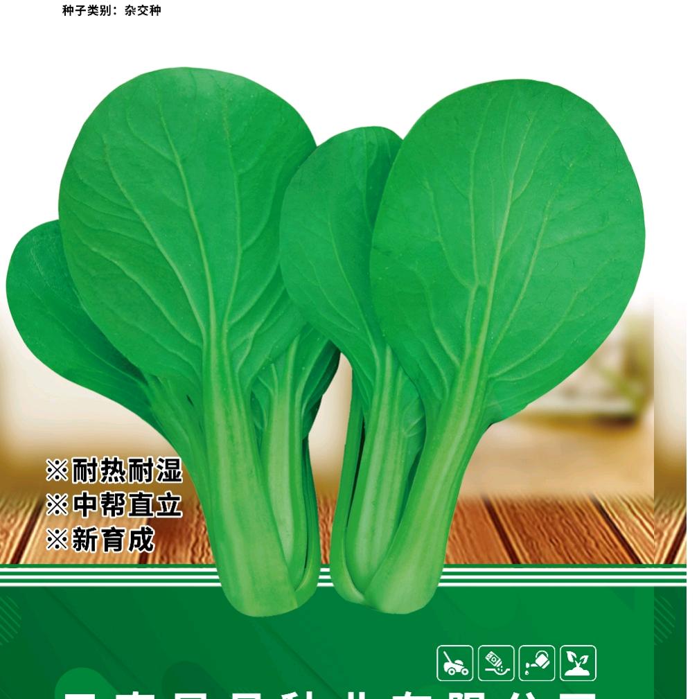 山东叶菜种植基地